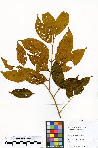 Eugenia cuspidifolia image