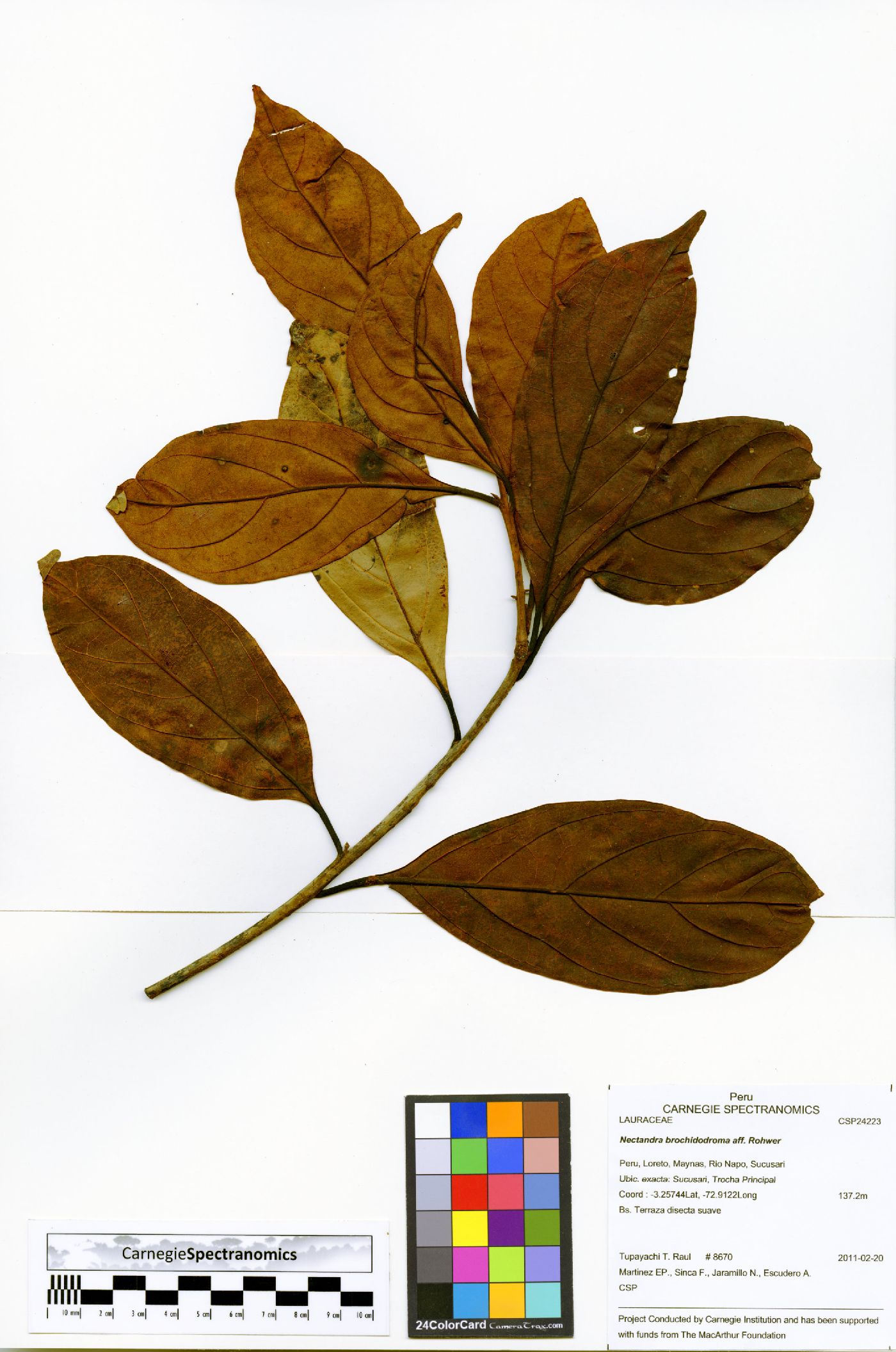 Nectandra brochidodroma image