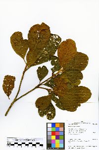 Image of Sloanea brevipes