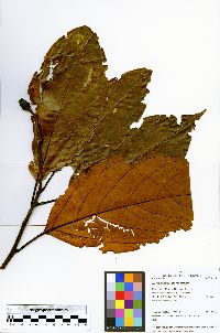 Image of Aiouea grandifolia