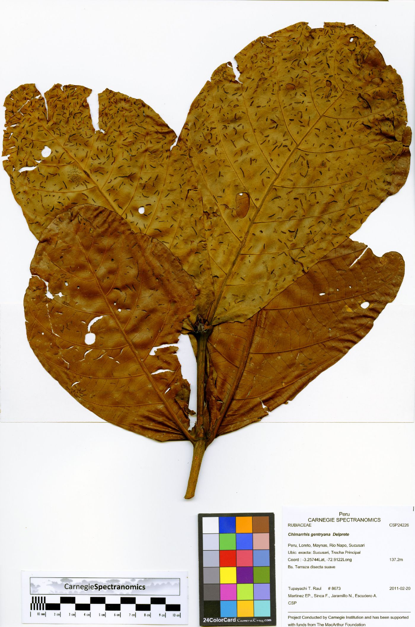 Chimarrhis gentryana image