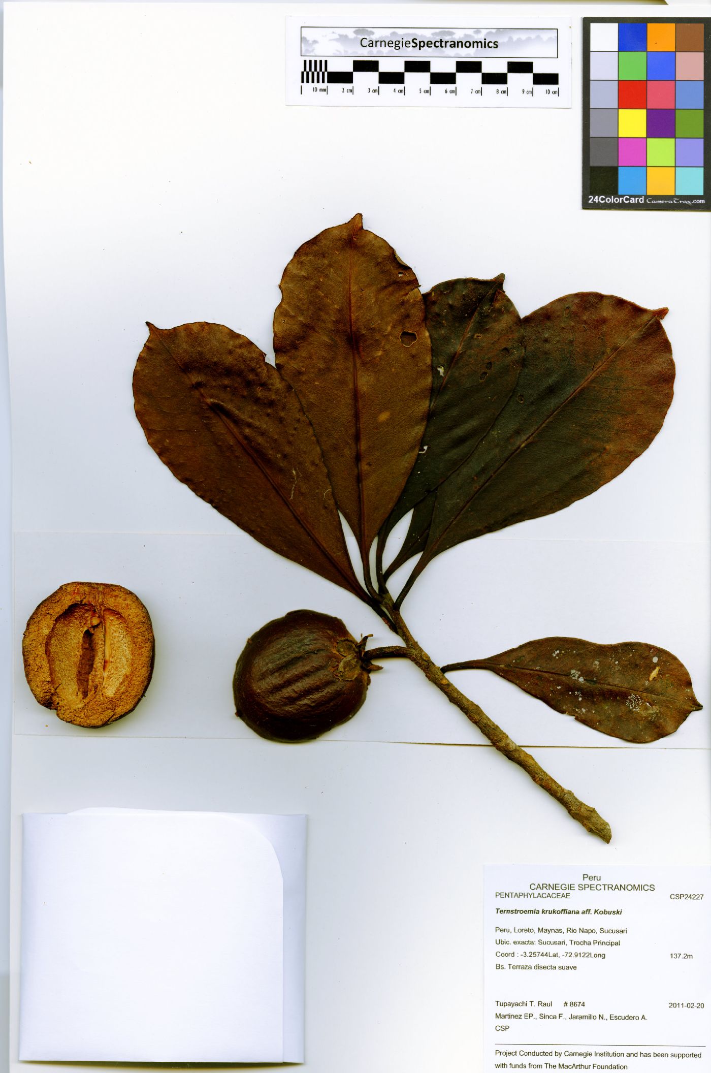 Ternstroemia krukoffiana image