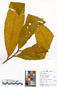 Iryanthera lancifolia image