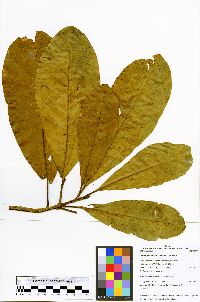 Image of Chrysophyllum amazonicum