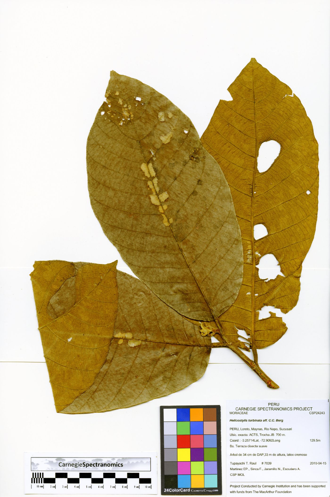 Helicostylis image