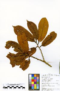 Iryanthera elliptica image