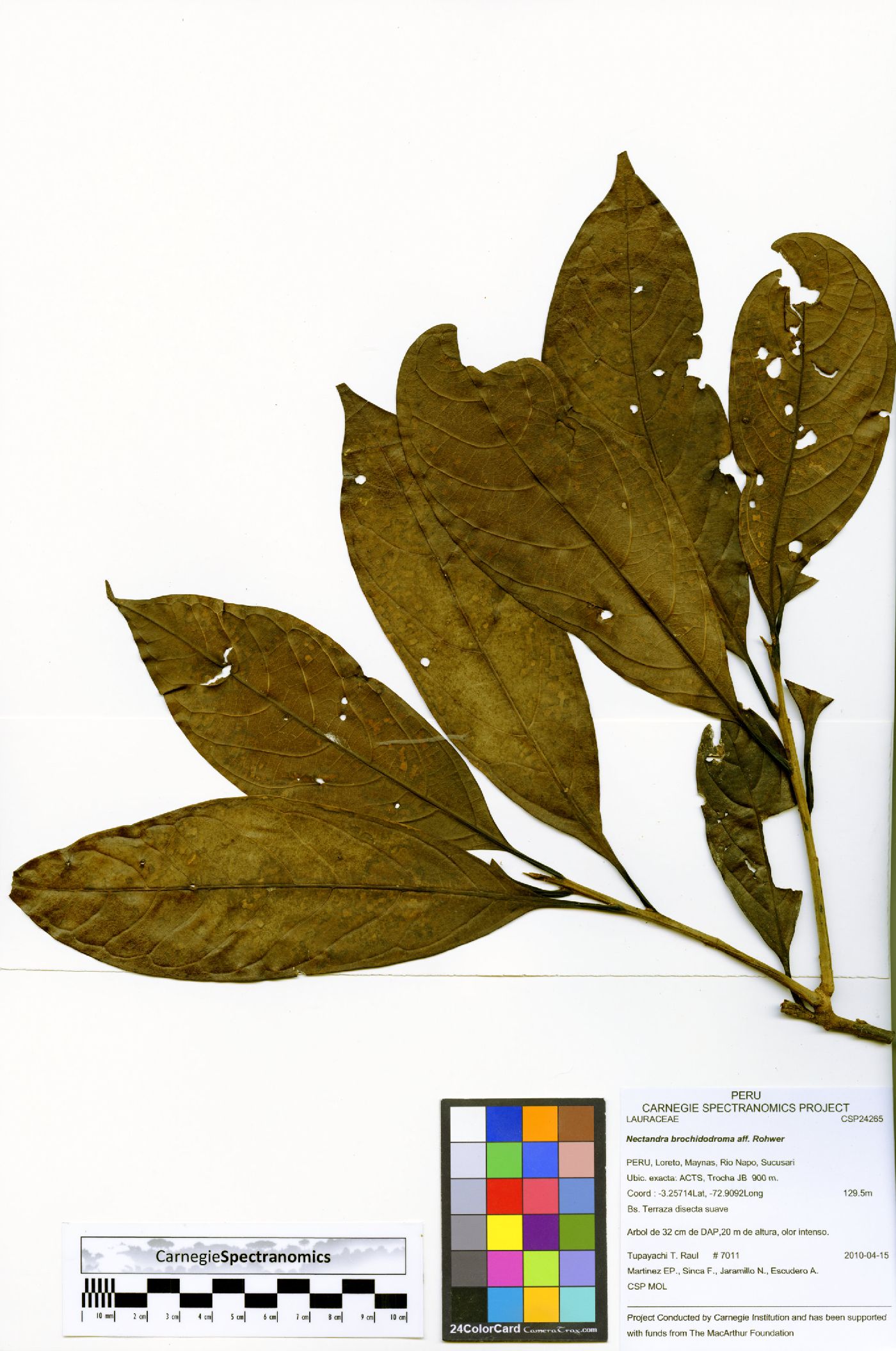 Nectandra brochidodroma image