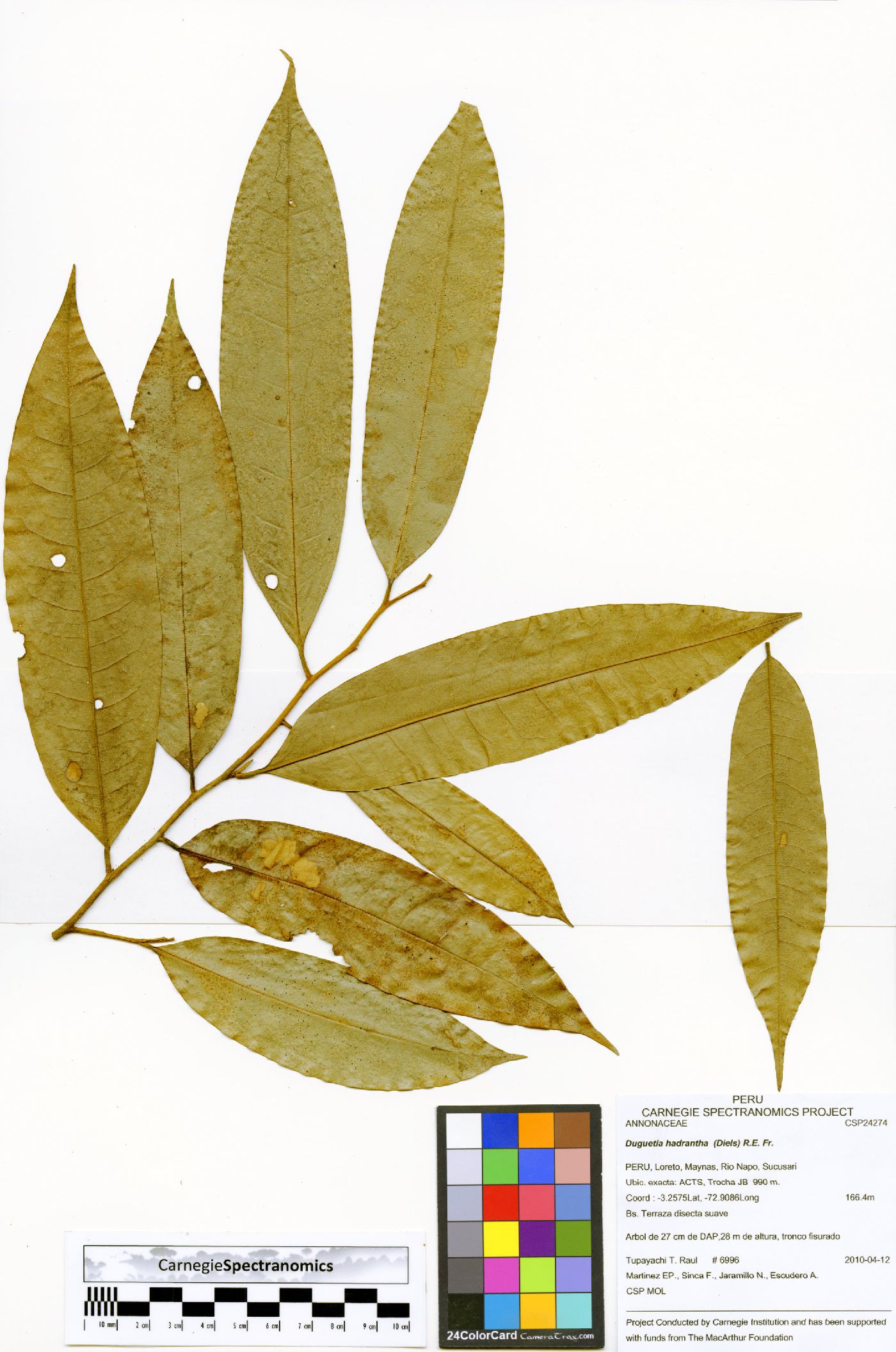 Duguetia hadrantha image