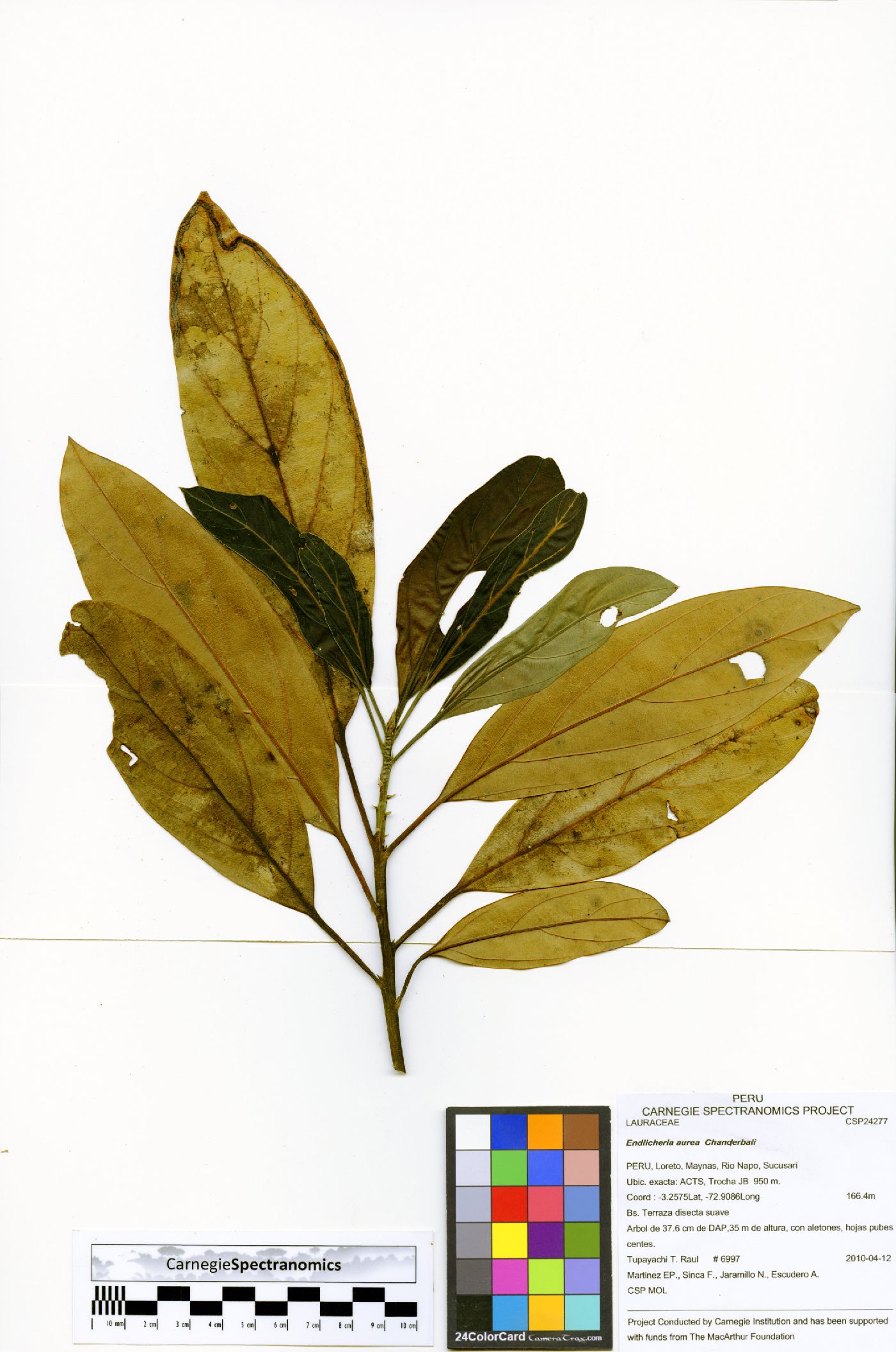 Endlicheria aurea image