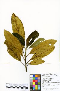 Image of Endlicheria aurea