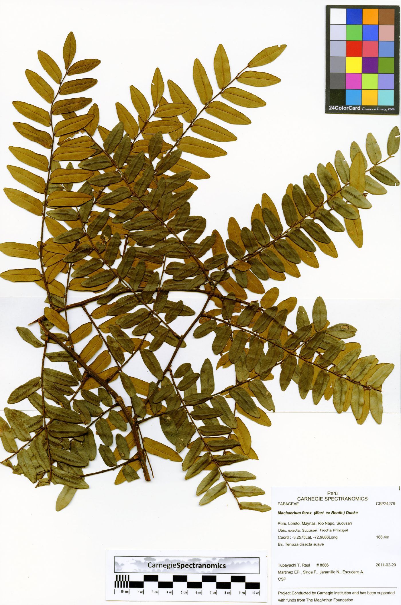 Machaerium ferox image