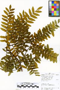 Machaerium ferox image