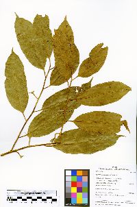 Image of Agonandra peruviana