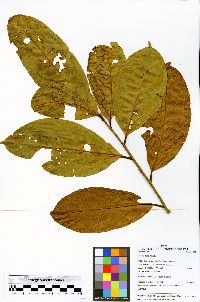 Image of Ocotea bofo