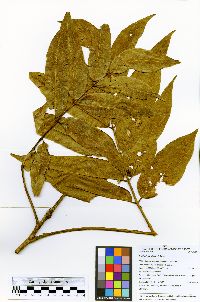 Trattinnickia glaziovii image