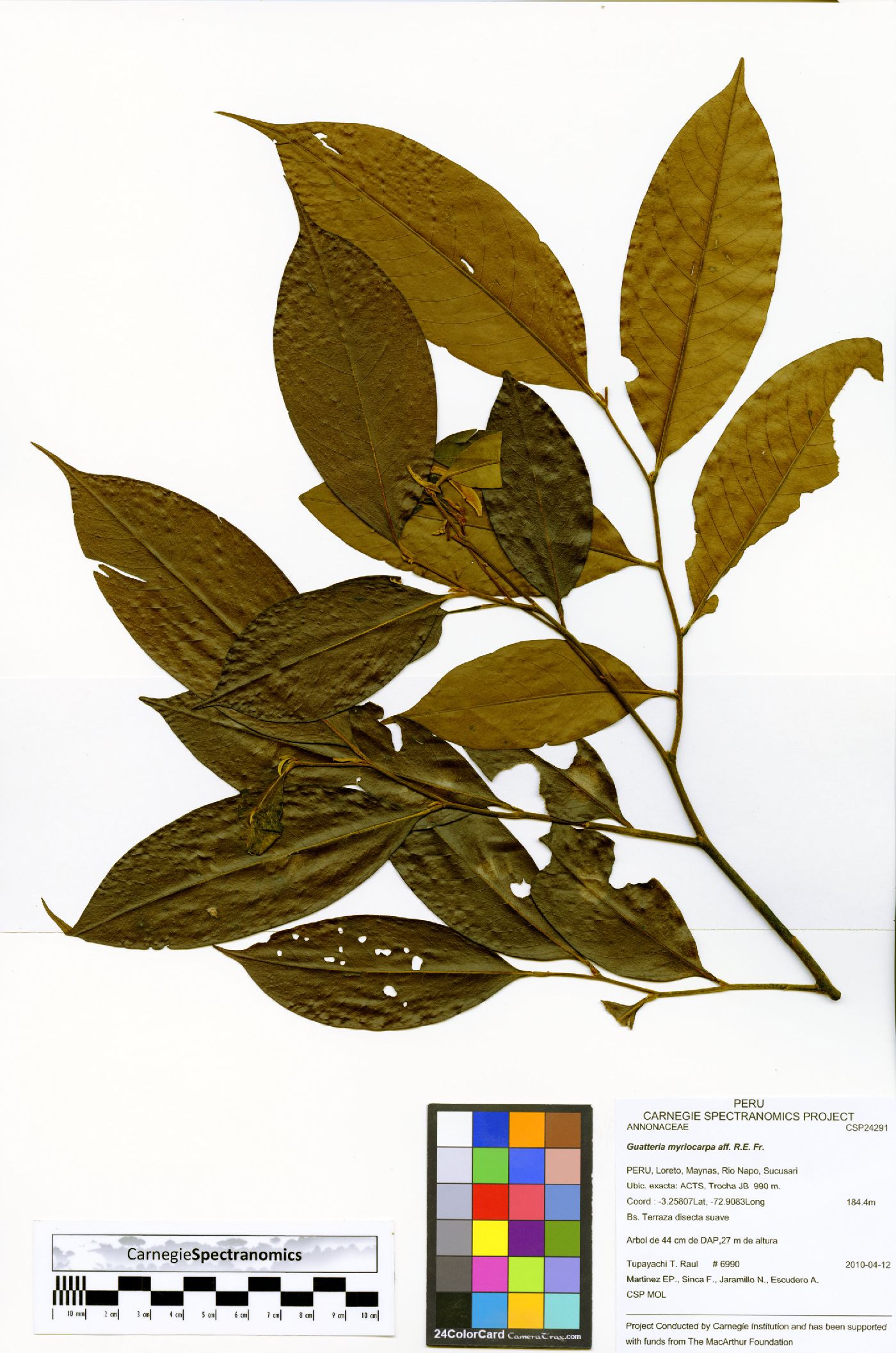 Guatteria myriocarpa image