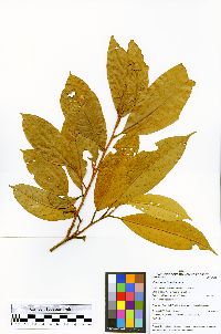 Image of Licaria aurea