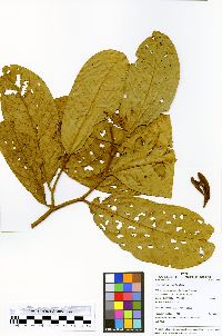 Unonopsis spectabilis image