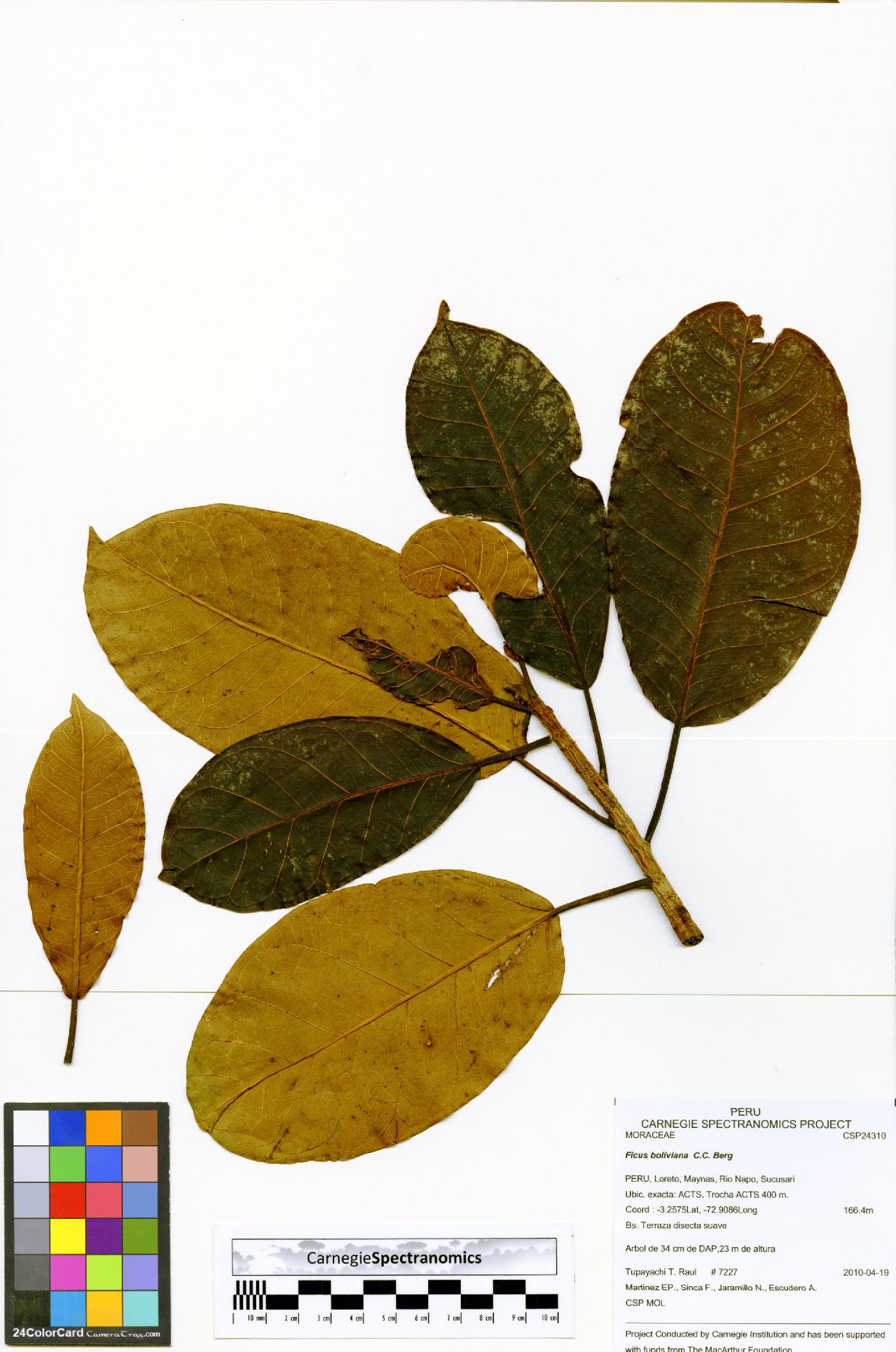 Ficus boliviana image