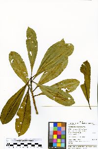 Image of Vochysia grandis
