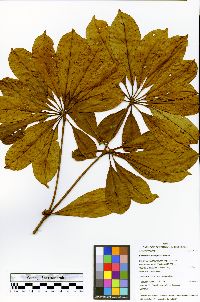 Terminalia macrophylla image