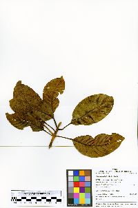 Sloanea laurifolia image