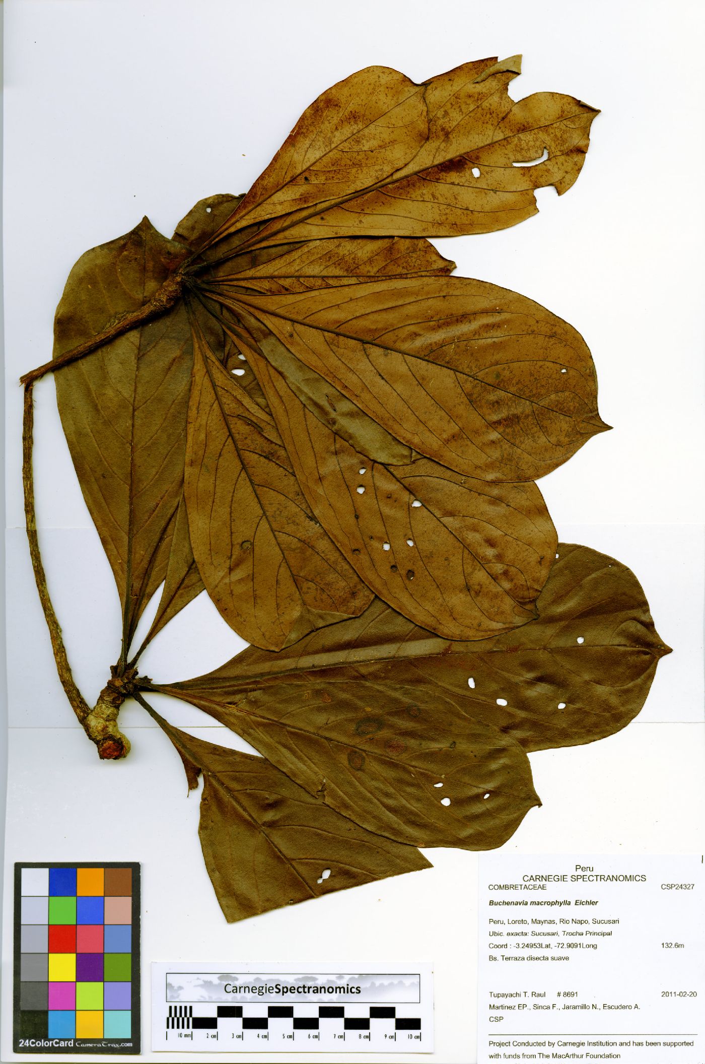 Terminalia macrophylla image
