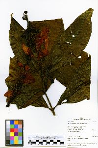 Warszewiczia coccinea image