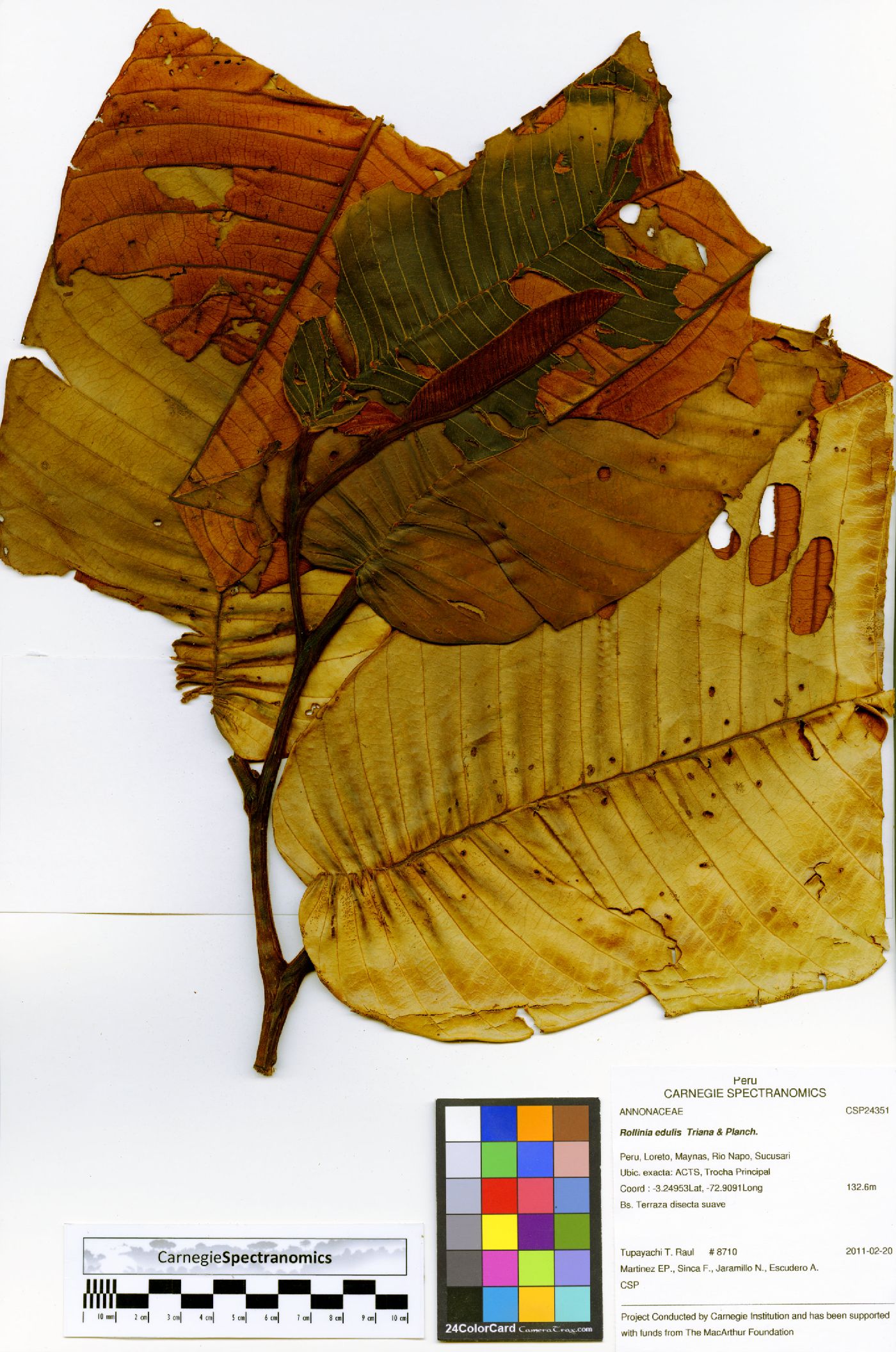 Annona edulis image