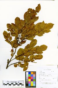 Swartzia arborescens image