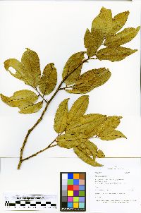 Myroxylon balsamum image