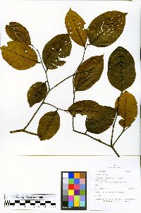 Cariniana estrellensis image