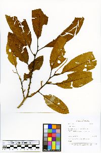 Otoba parvifolia image