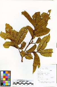 Pterocarpus rohrii image