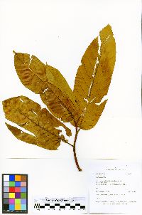 Virola calophylla image