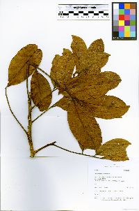 Zanthoxylum riedelianum subsp. kellermanii image