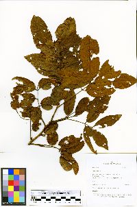 Swartzia jorori image