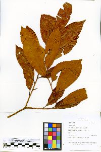 Iryanthera laevis image