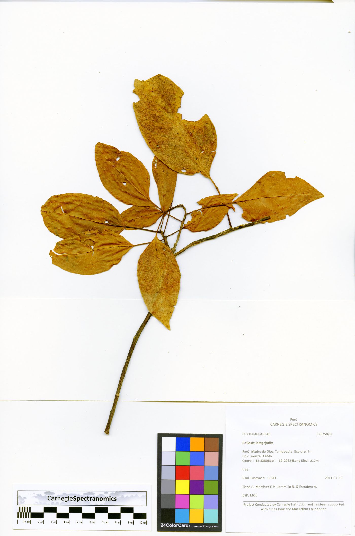 Gallesia integrifolia image