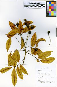 Media resource of Vouarana anomala