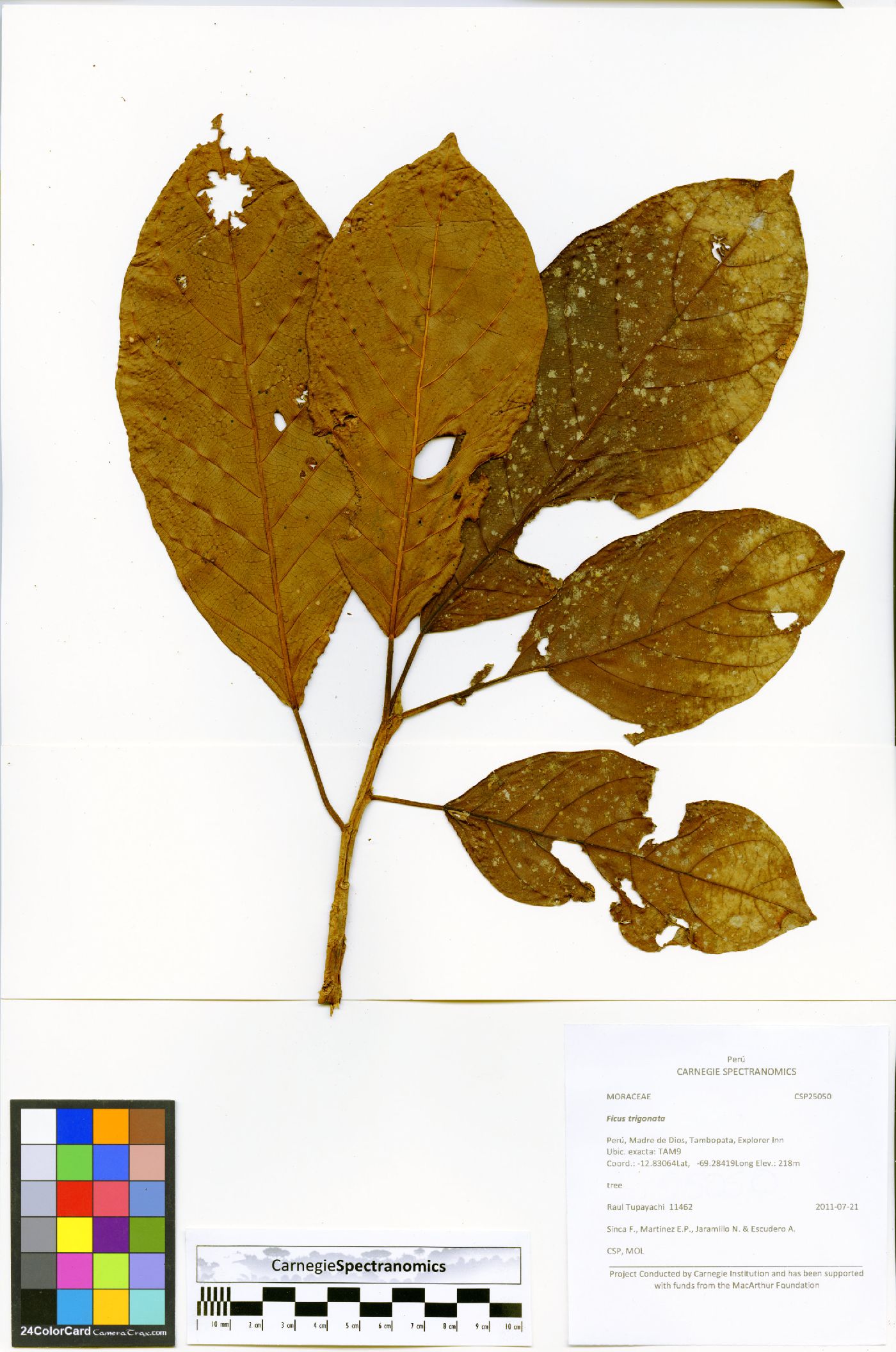 Ficus trigonata image