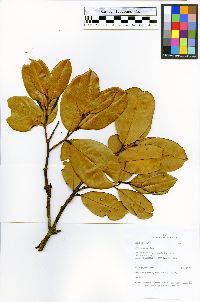 Eschweilera coriacea image