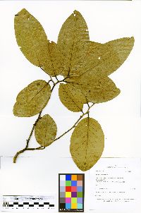 Ruizodendron ovale image