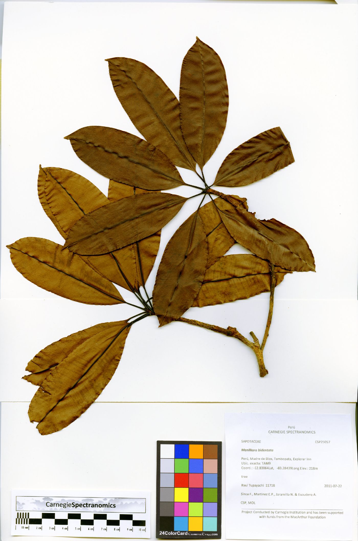Manilkara bidentata image