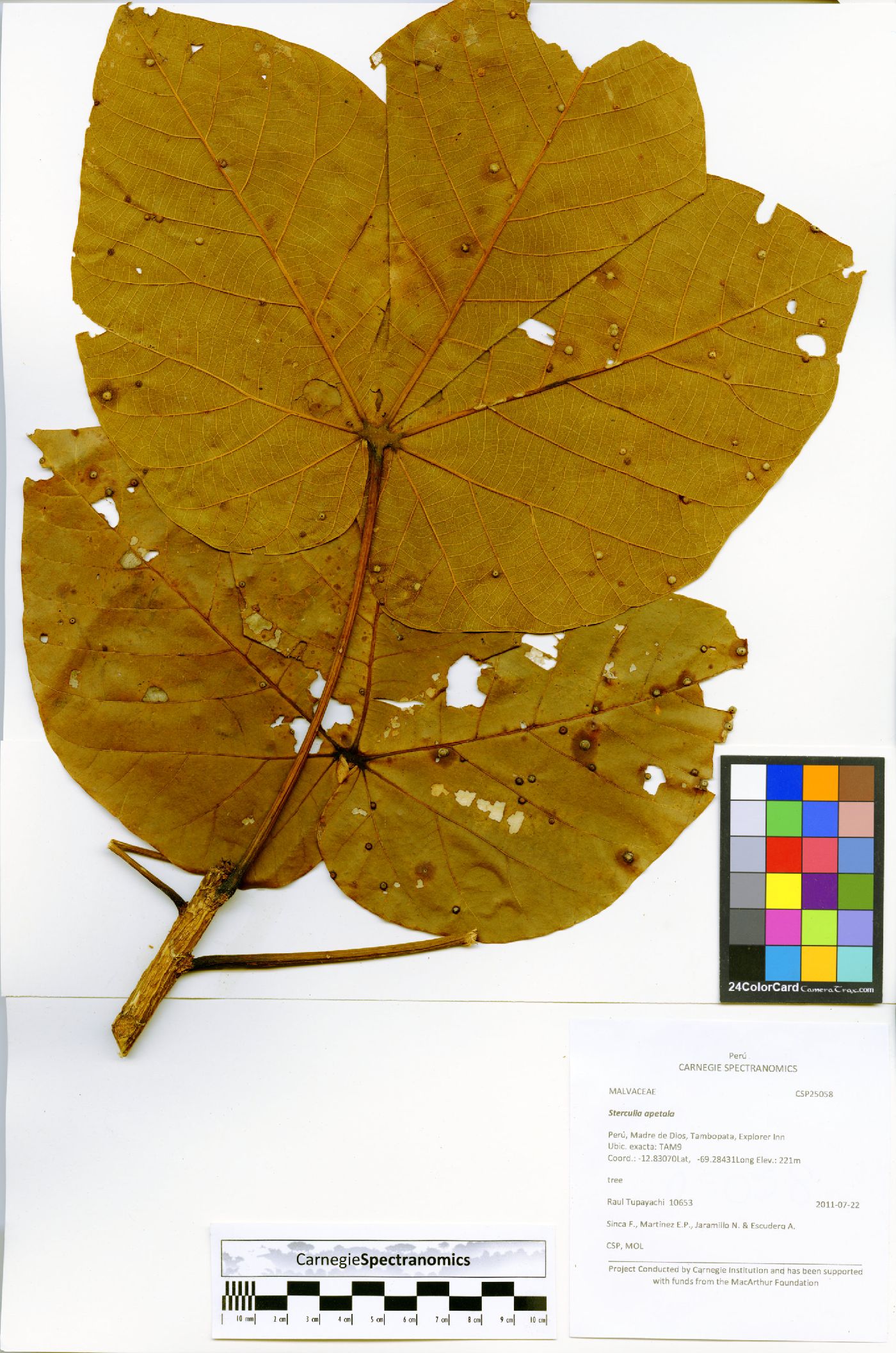 Sterculia apetala image