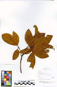 Nectandra purpurea image