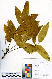 Tachigali paniculata image