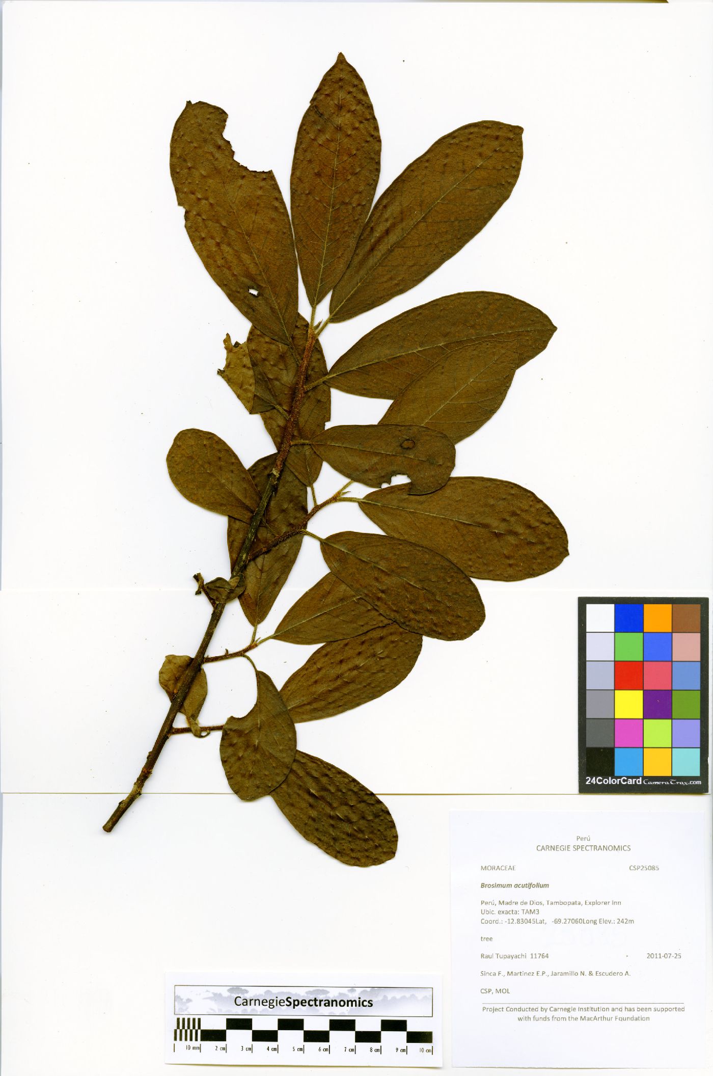 Brosimum acutifolium image