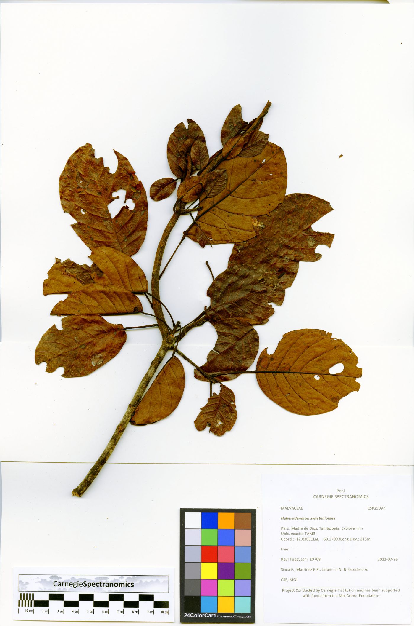 Huberodendron image