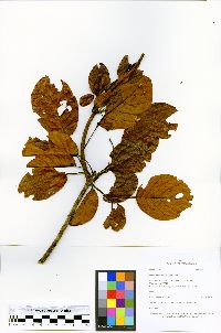 Huberodendron swietenioides image